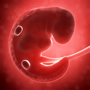 只有几周大的胎儿发育人体器官图片