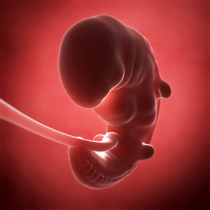 孕妇胎儿发育人体器官图片