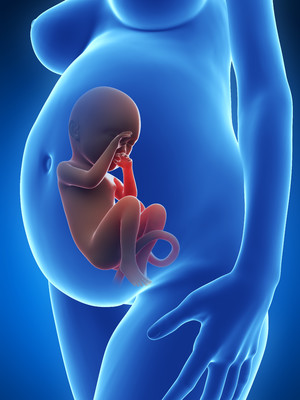 高清透视图孕妇胎儿发育人体器官图片