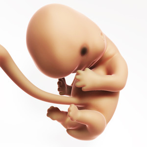 孕妇体内未发育完全的胎儿发育人体器官图片