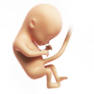 高清孕妇胎儿发育人体器官图片