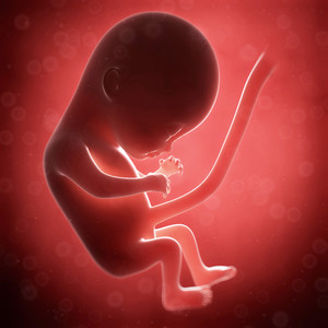 孕妇体内羊水里的胎儿发育人体器官图片