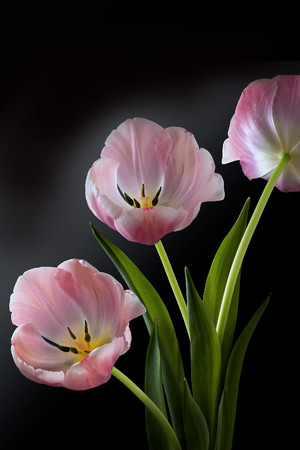 粉色郁金香超高清鲜花图片
