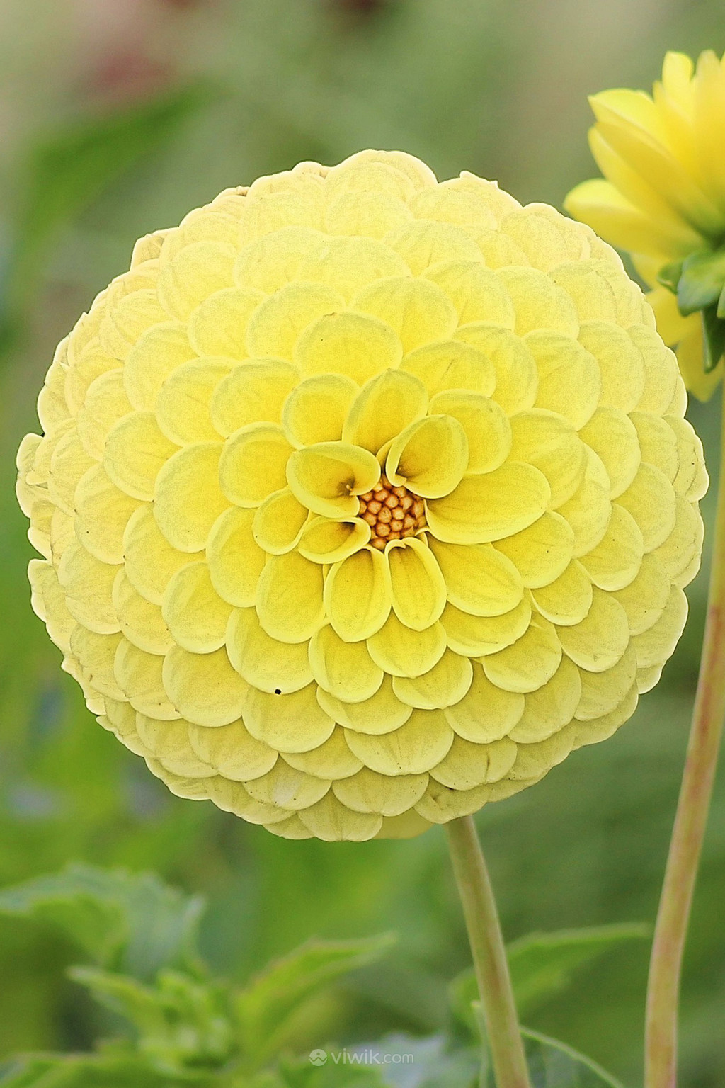 黄色球形大丽花鲜花摄影图片