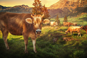 阳光照射在牧场上正在吃草的牛身上风景图片