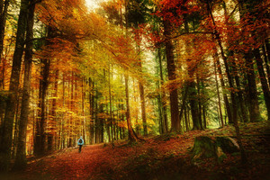 唯美秋天的树林风景图片