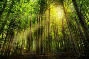 陽光穿透樹林風景圖片