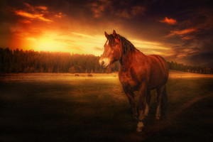 夕阳下的马风景图片