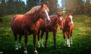 草地上的3匹马风景图片