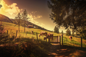 日出山村牧场牛风景图片
