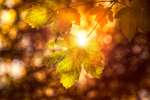 唯美秋天阳光树叶风景图片