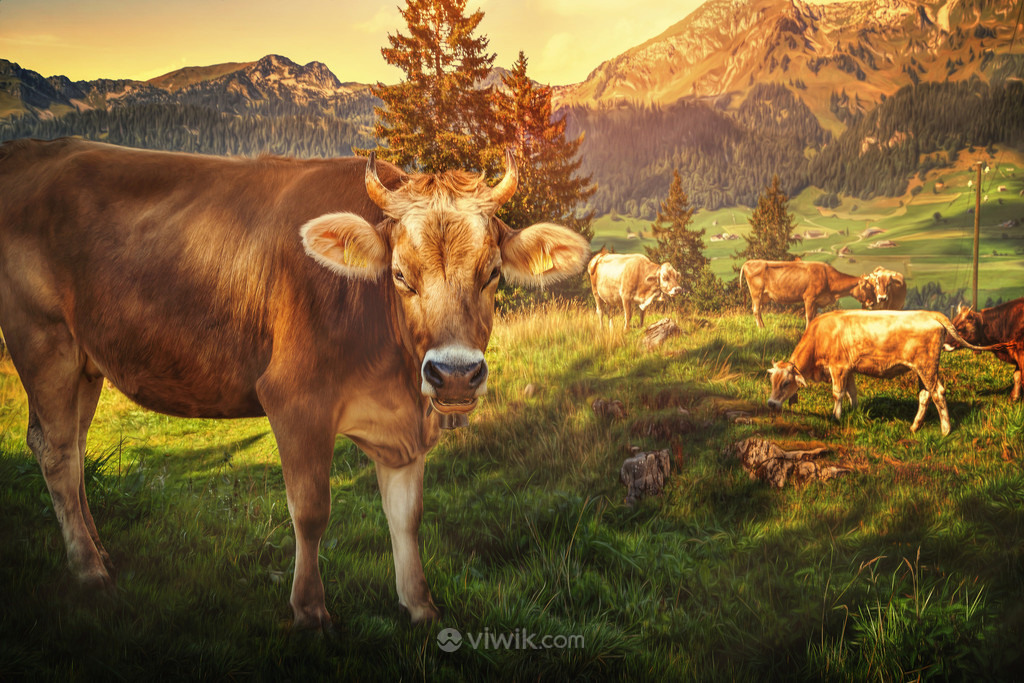 阳光照射在牧场上正在吃草的牛身上风景图片