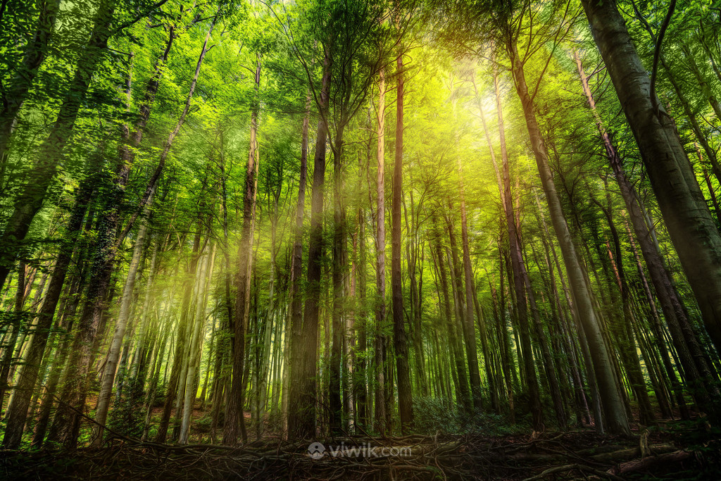 阳光穿透树林风景图片
