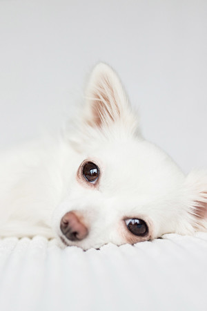 躺着的白色宠物狗头部特写图片