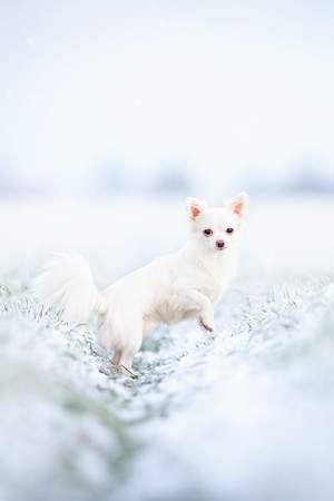 雪地里的白色狗狗宠物图片