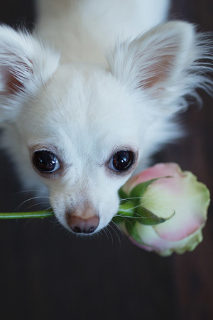 叼着玫瑰花的白色狗狗宠物图片