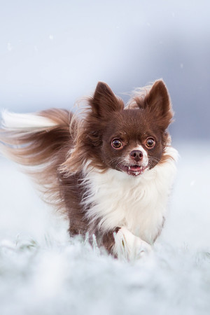 萌宠雪地里的狗狗高清图片