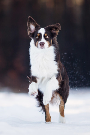 雪地奔跑的牧羊犬狗狗萌宠图片