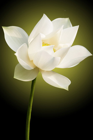 盛开的白色荷花莲花高清图片