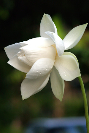 白色荷花莲花高清图片