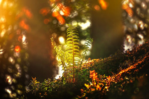 陽光穿透樹林照射在一棵蕨類植物上圖片