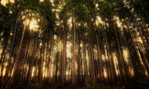 树林和穿透树林的光线图片