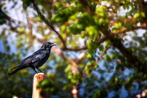 一只在树枝上停留的乌鸦图片