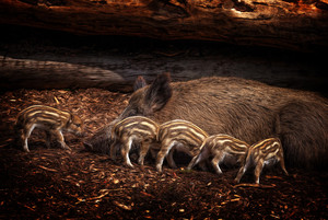 一只野猪和5只野猪宝宝图片
