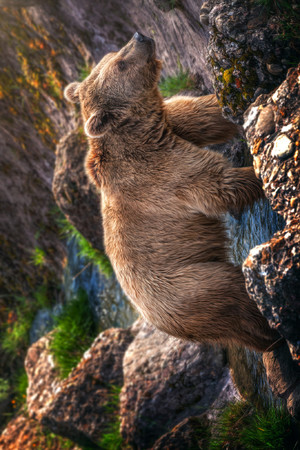一只在觅食的棕熊图片
