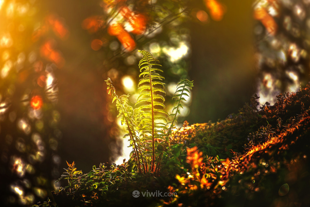 阳光穿透树林照射在一棵蕨类植物上图片