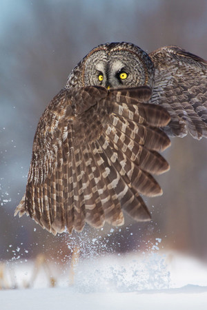 雪地飞翔的猫头鹰图片