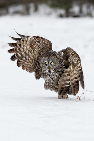 雪地上的野生動物展開翅膀的貓頭鷹圖片