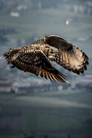 在天空飛翔的貓頭鷹高清圖片