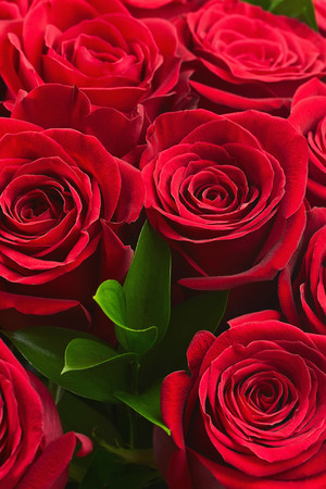 花朵紅色玫瑰花高清圖片