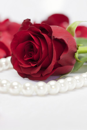 珍珠项链红色玫瑰花高清图片