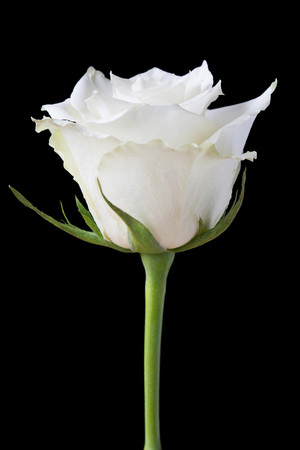黑色背景白玫瑰高清图片
