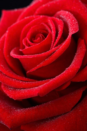 鲜花花卉红玫瑰高清图片