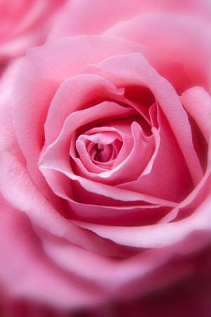 花卉粉玫瑰高清特写图片
