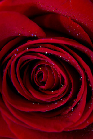 带水珠的红玫瑰高清特写摄影图片