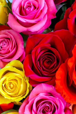 花朵彩色玫瑰花高清图片