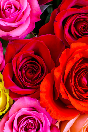 鲜花花卉彩色玫瑰花高清图片
