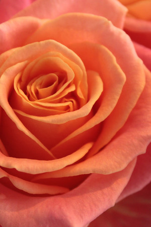 盛开的玫瑰花高清特写图片