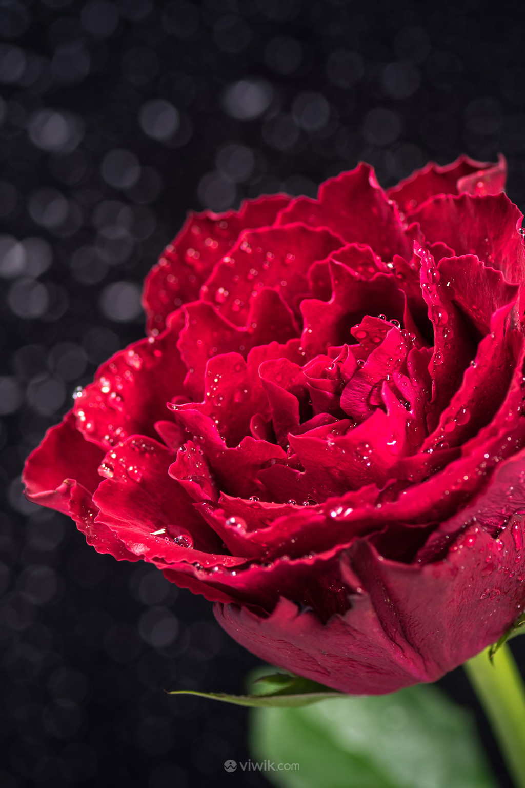 带露珠的红玫瑰高清图片