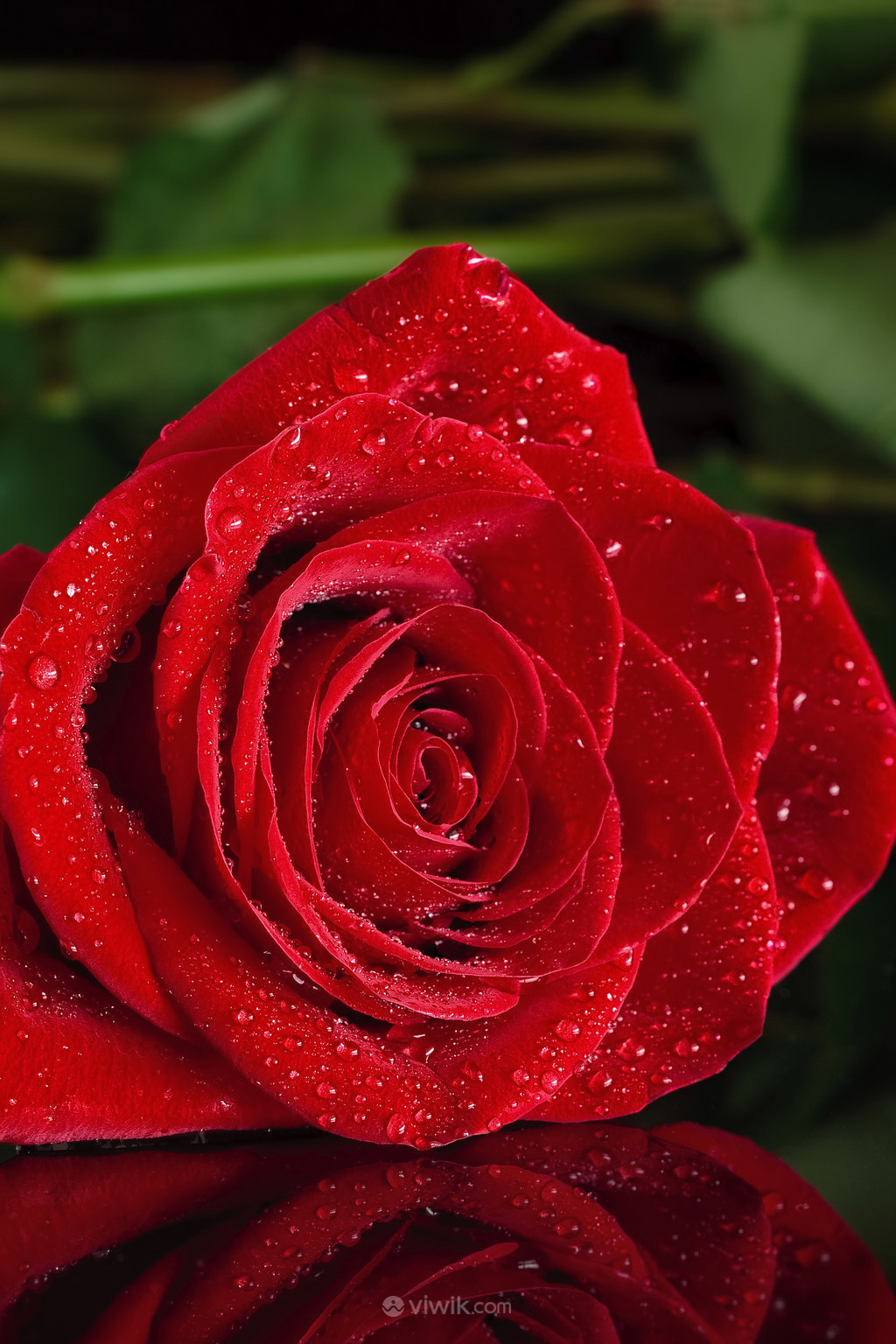 鲜花花卉带水珠的红玫瑰图片