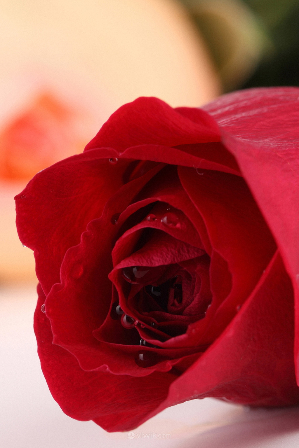 花卉红色玫瑰花高清图片
