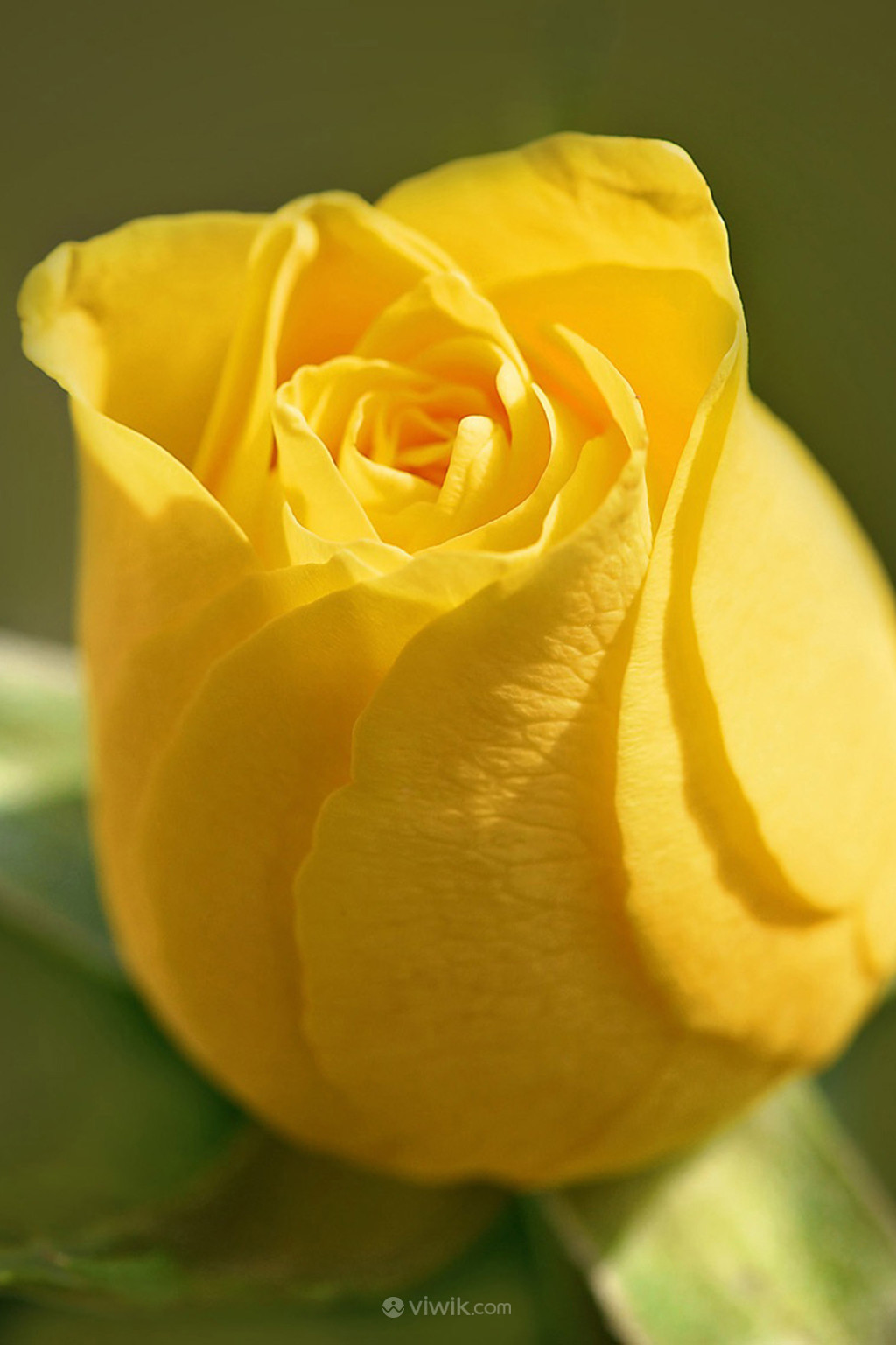 花卉黄色玫瑰花高清图片