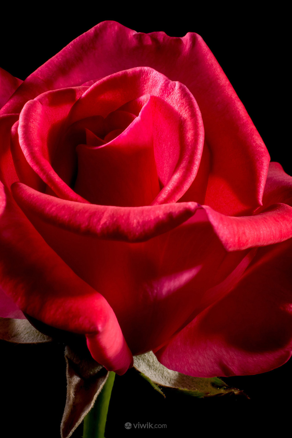 黑色背景花卉红玫瑰图片