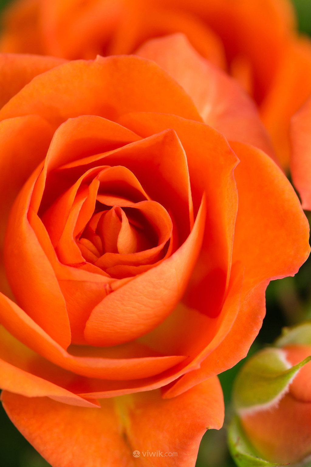 花朵橙玫瑰高清特写图片