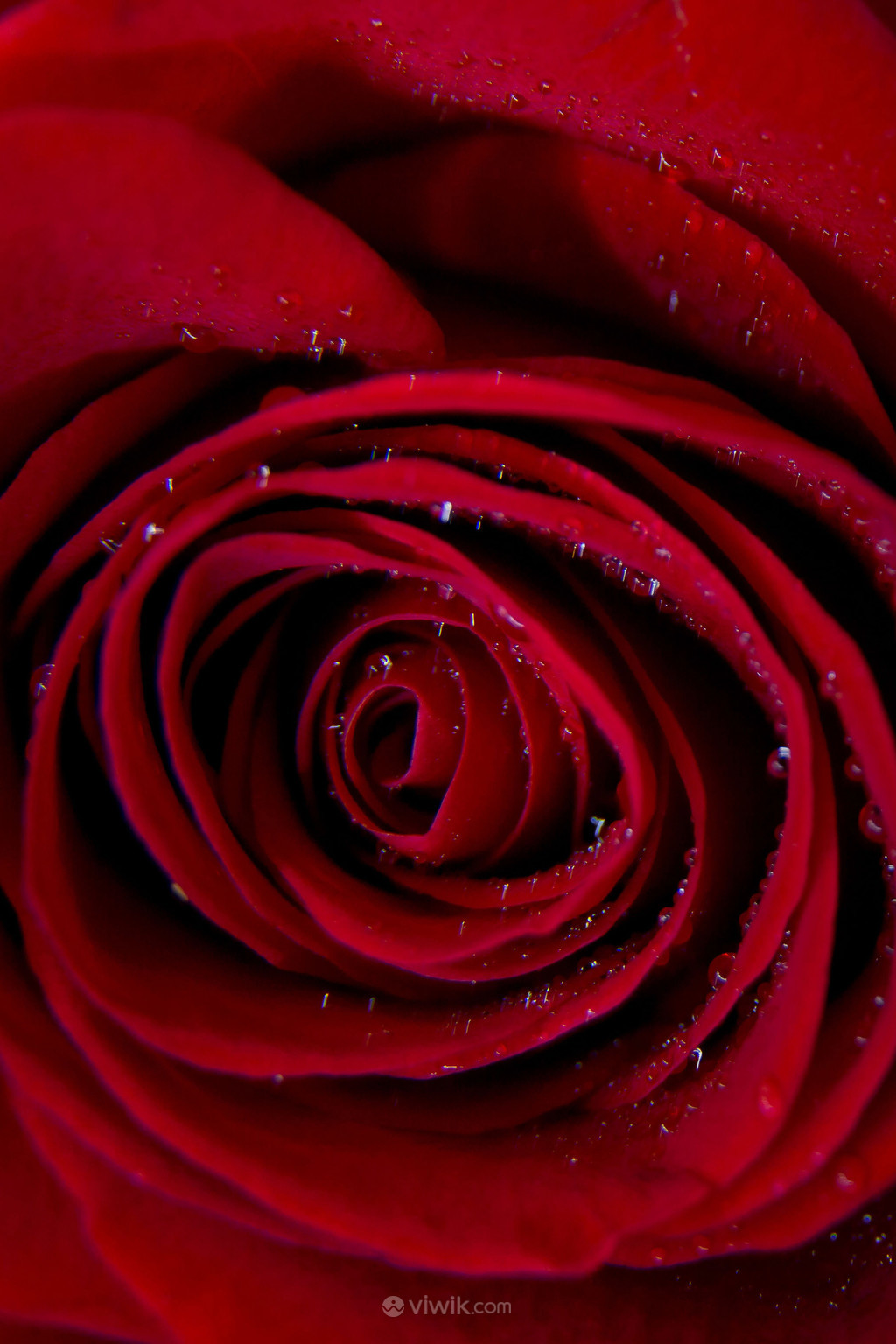 带水珠的红玫瑰高清特写摄影图片