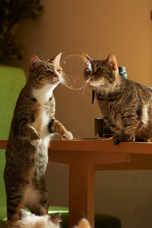 玩泡泡的兩只貍花貓萌寵高清圖片